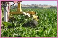 Why do farmers cut the tassels off corn?